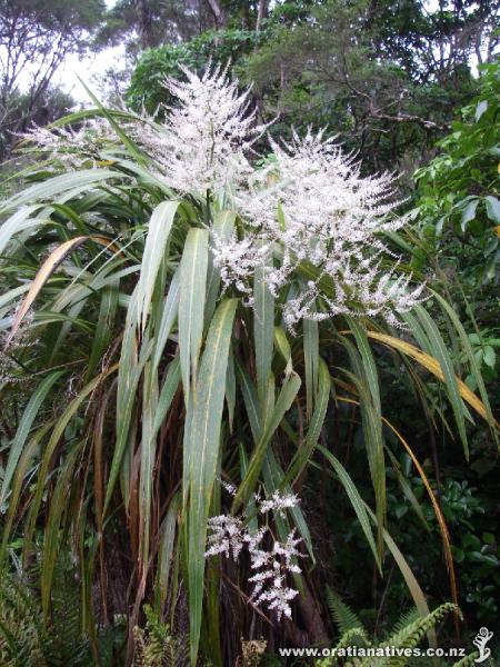 کوردیلین بنکسی / کوردیلین جنگلی